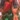 3' Poinsettia Pop-Up Tree, Red Green, swatch