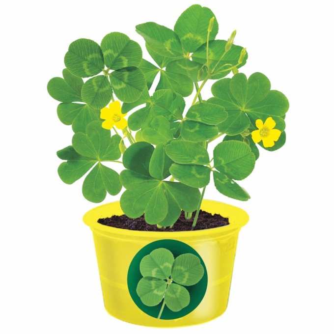 Shamrock Seed Sprouts, , large