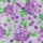 Purple Hydrangea