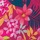 Pink Floral
