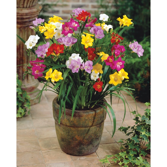 Colorfest Freesia, , large