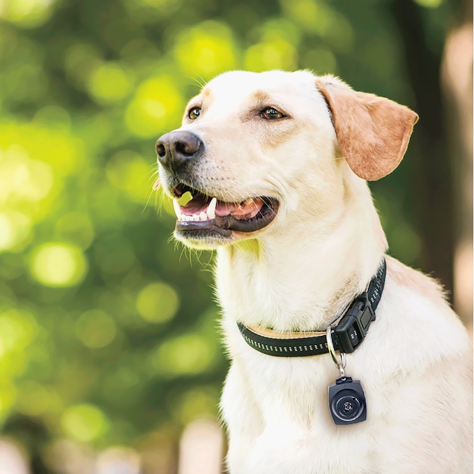 Tick & Flea Repeller, , large